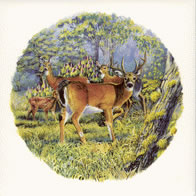 Tile C1
