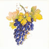 Grapes Tile A5
