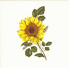Sunflower B5 Tile