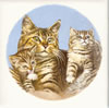 Cats Tile C5