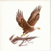 Eagle Tile E4