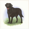 Black Lab Tile H2